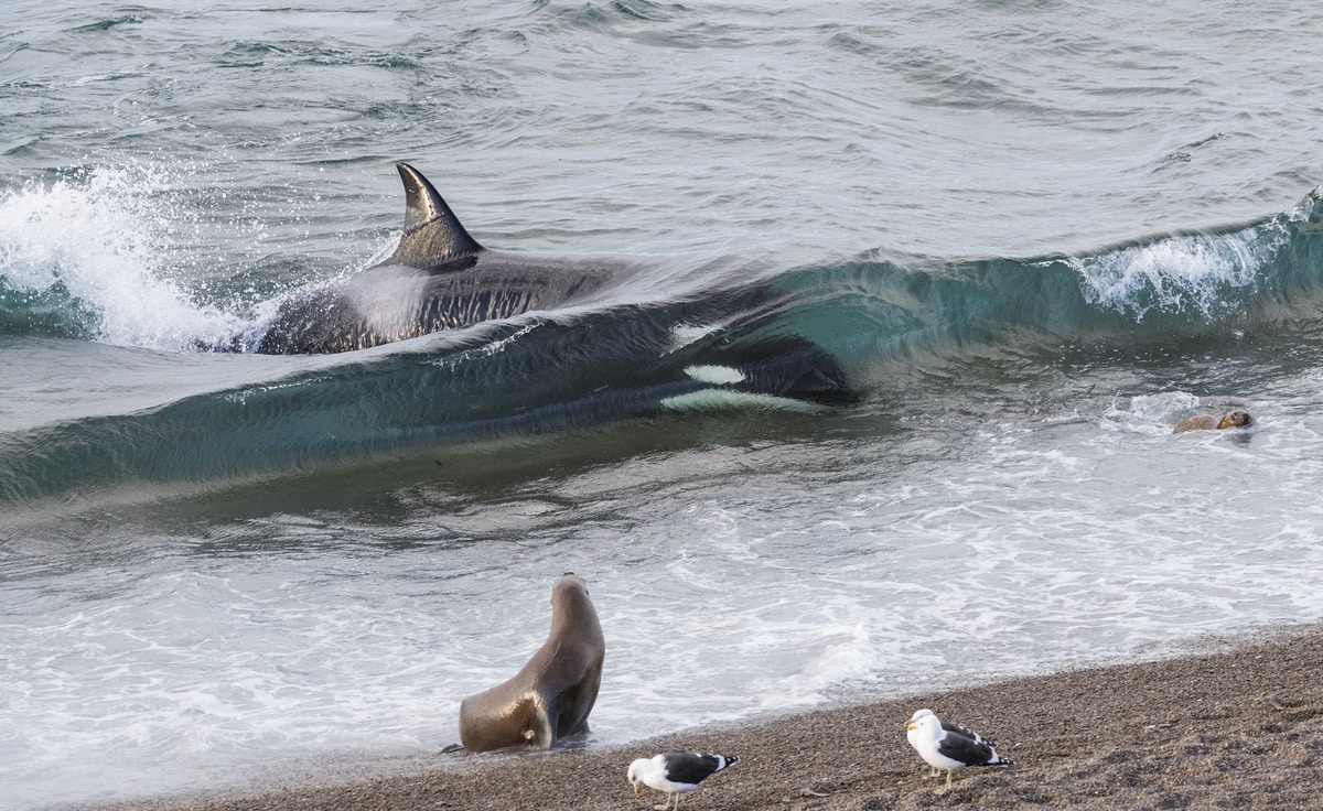 Orca cazando en Punta Norte. Foto: Jorge Cazenave